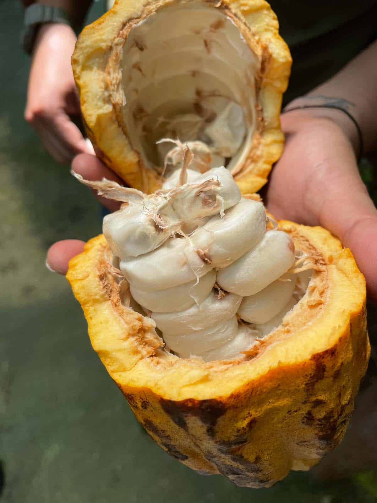 Raw cacao