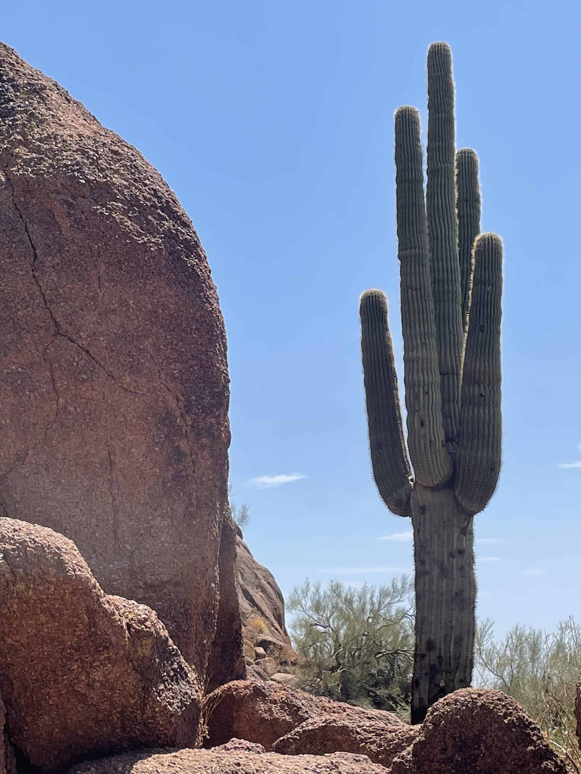 Cactus on Camelback Mountain