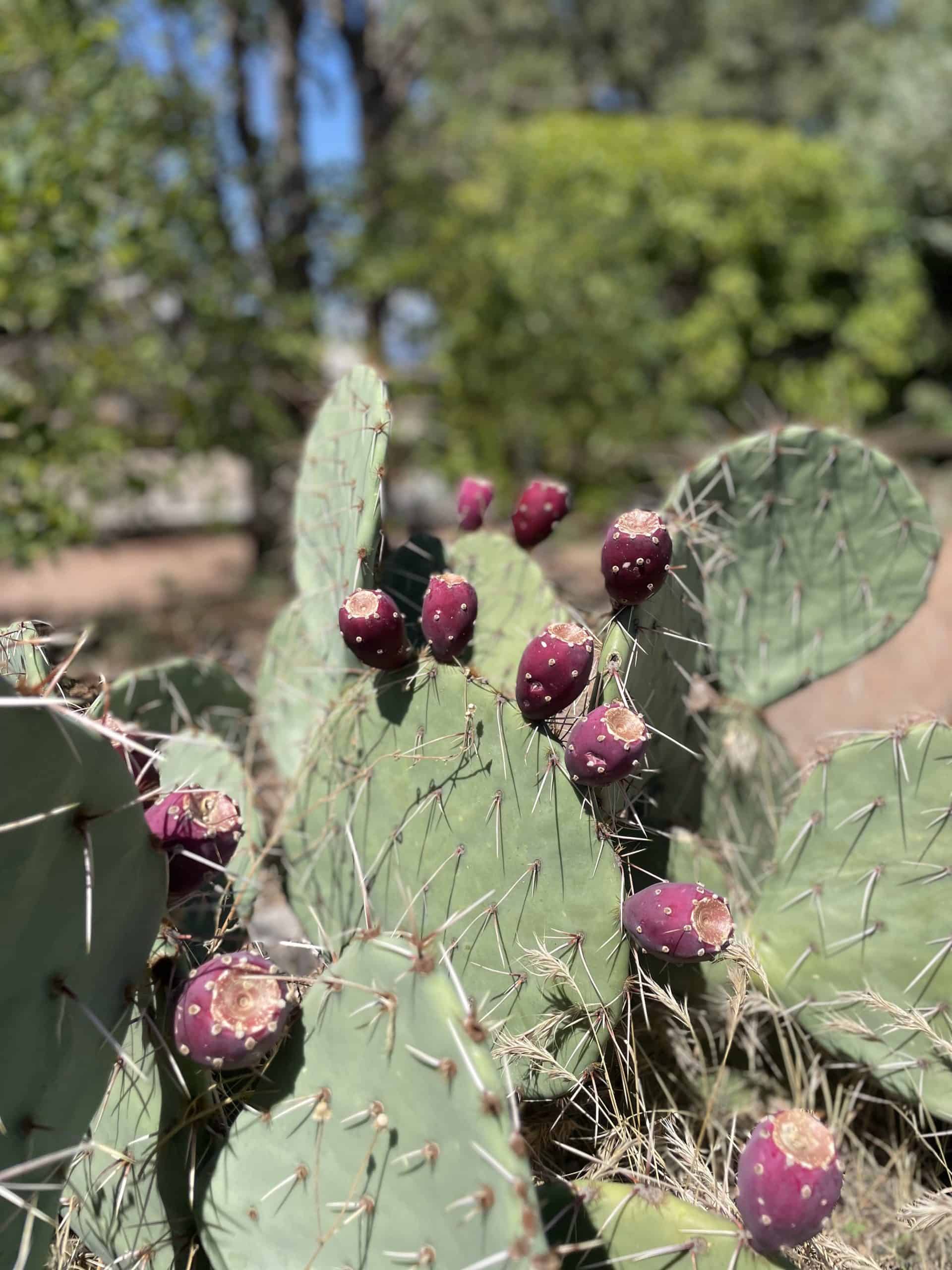 Prickly pears