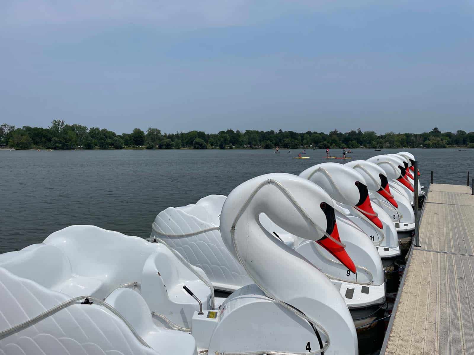 Swan boats on the lake