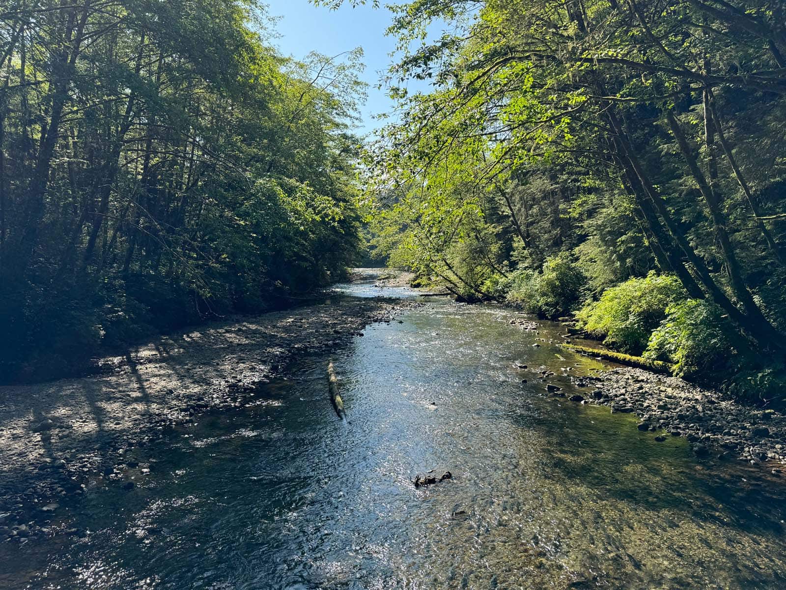 Salmon spawning