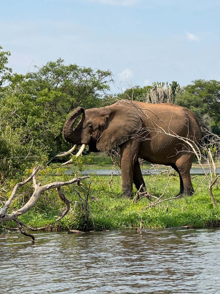Elephant on the banks of the Nile River