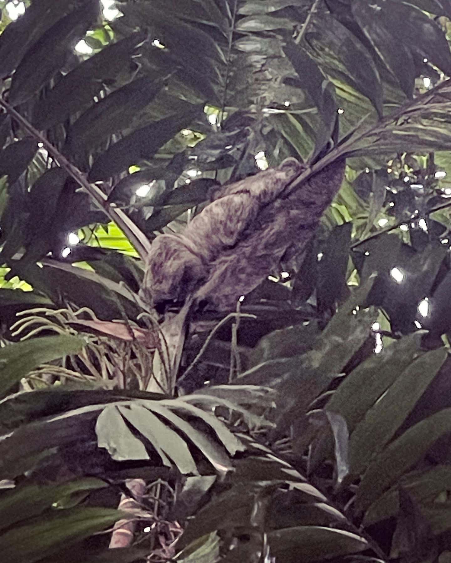 A sloth sleeping in the tree