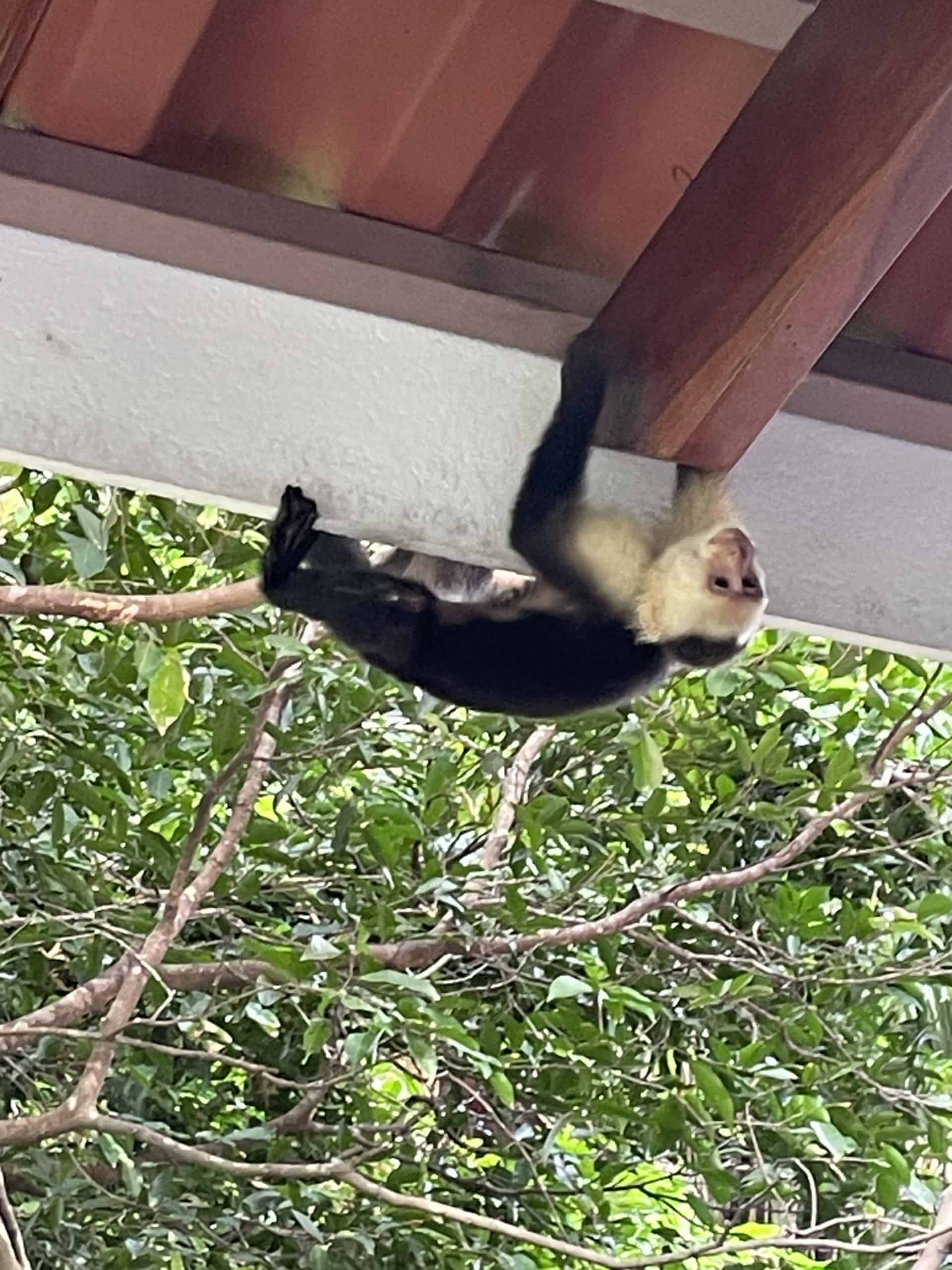 Monkeys in Manuel Antonio
