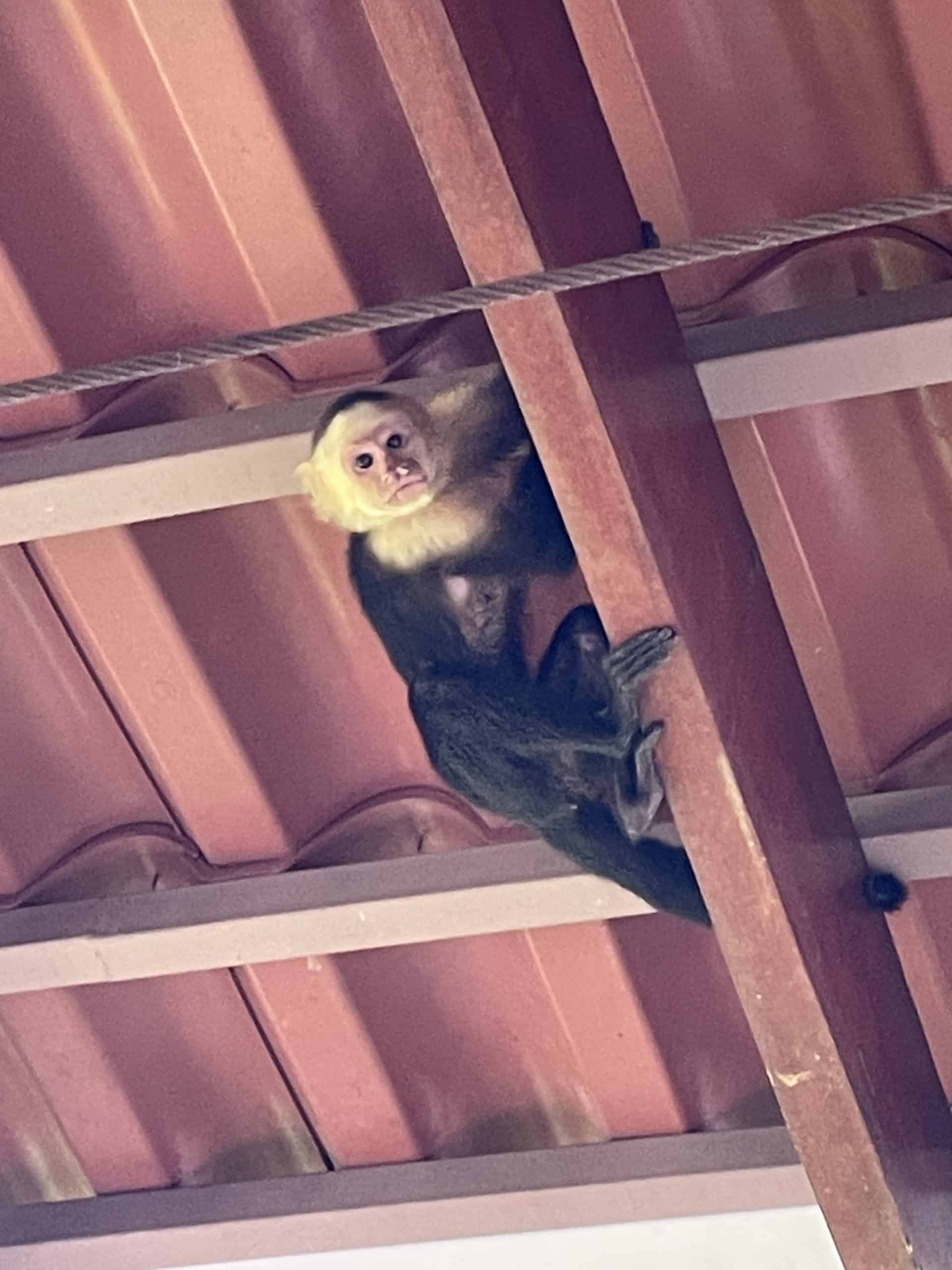 An inquisitive member of the "monkey mafia"