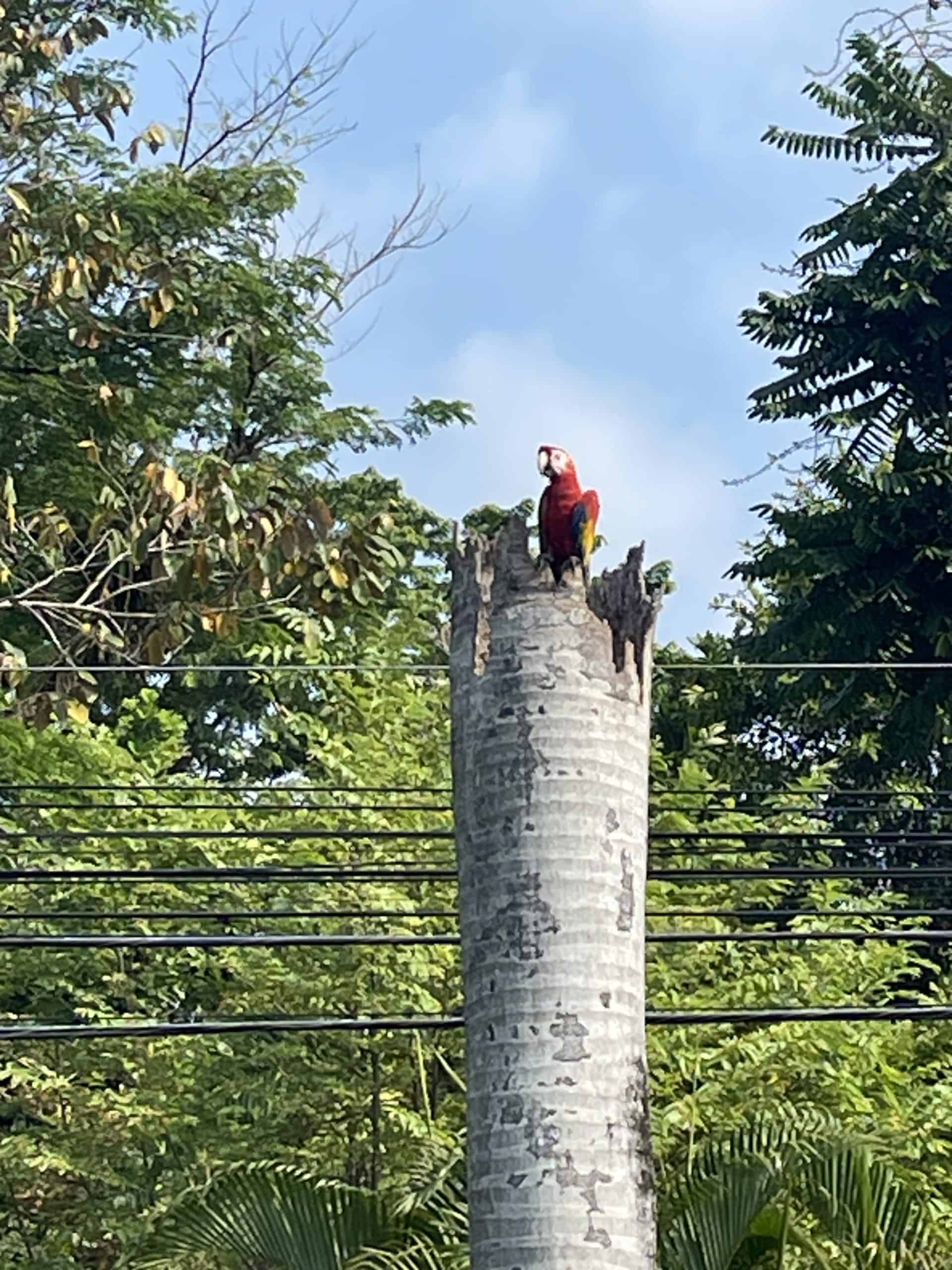 Red macaw in Costa Rica