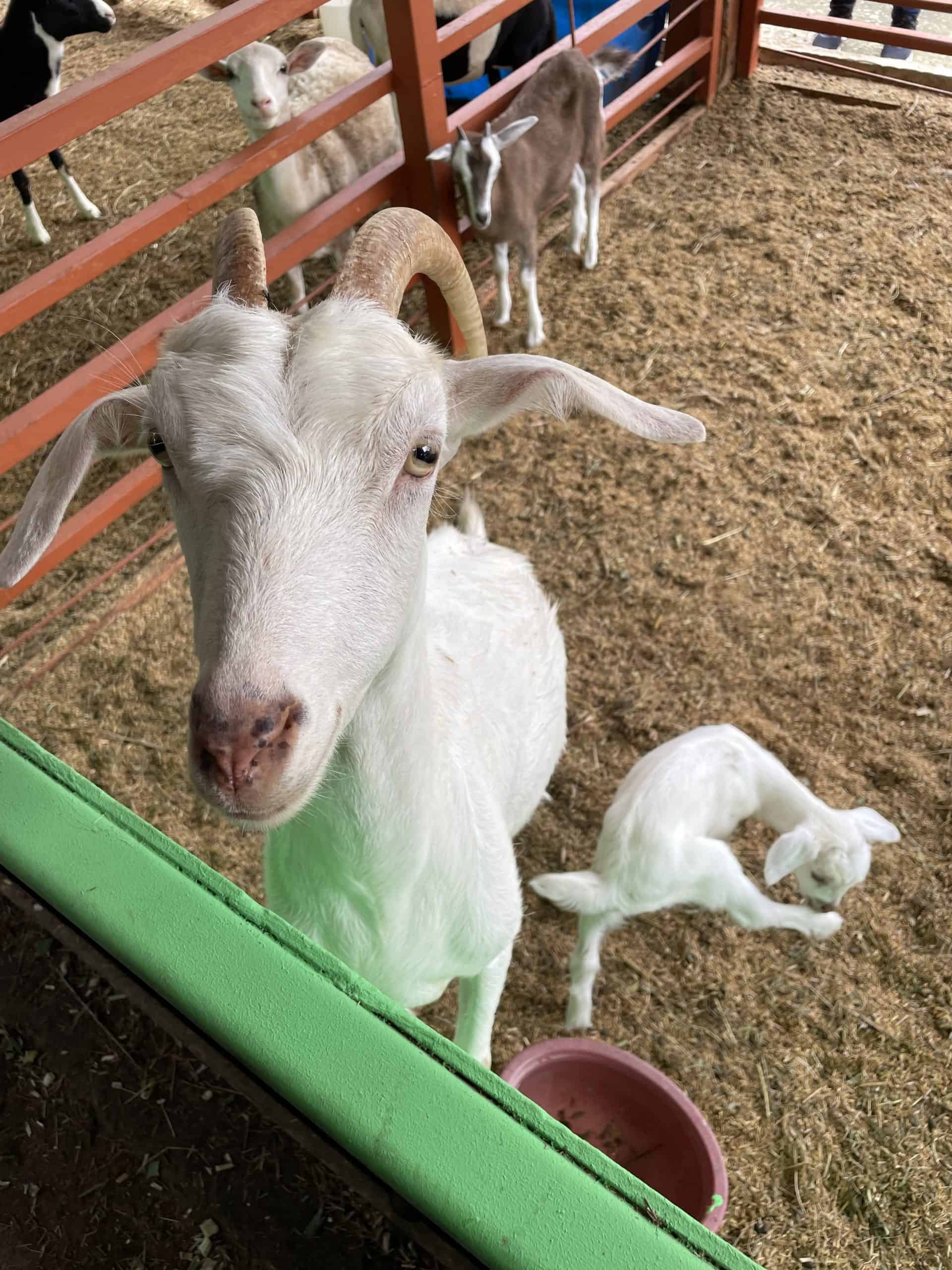 A mama goat and her kid at the ranch