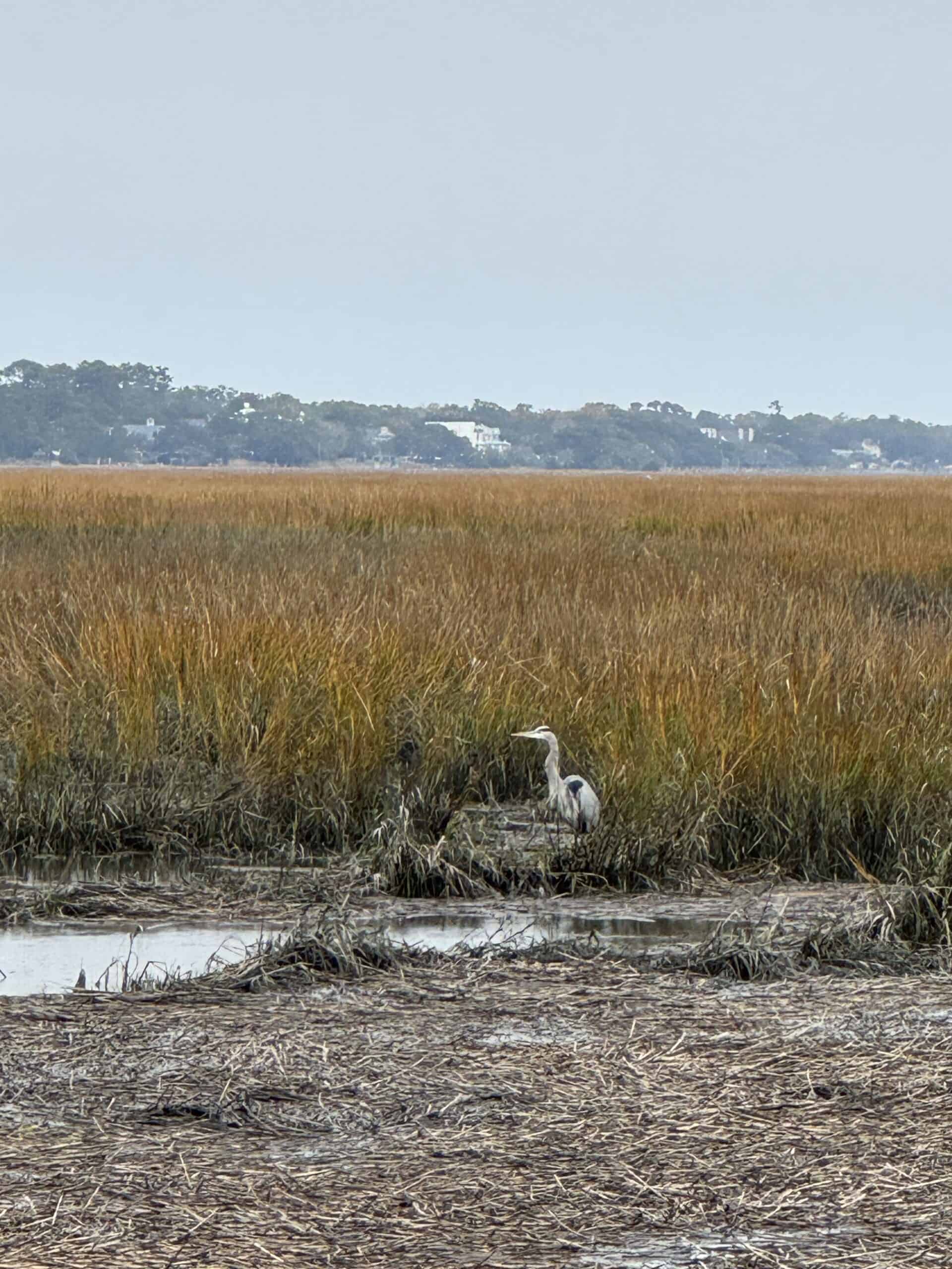 The marsh at Huntington Beach State Park