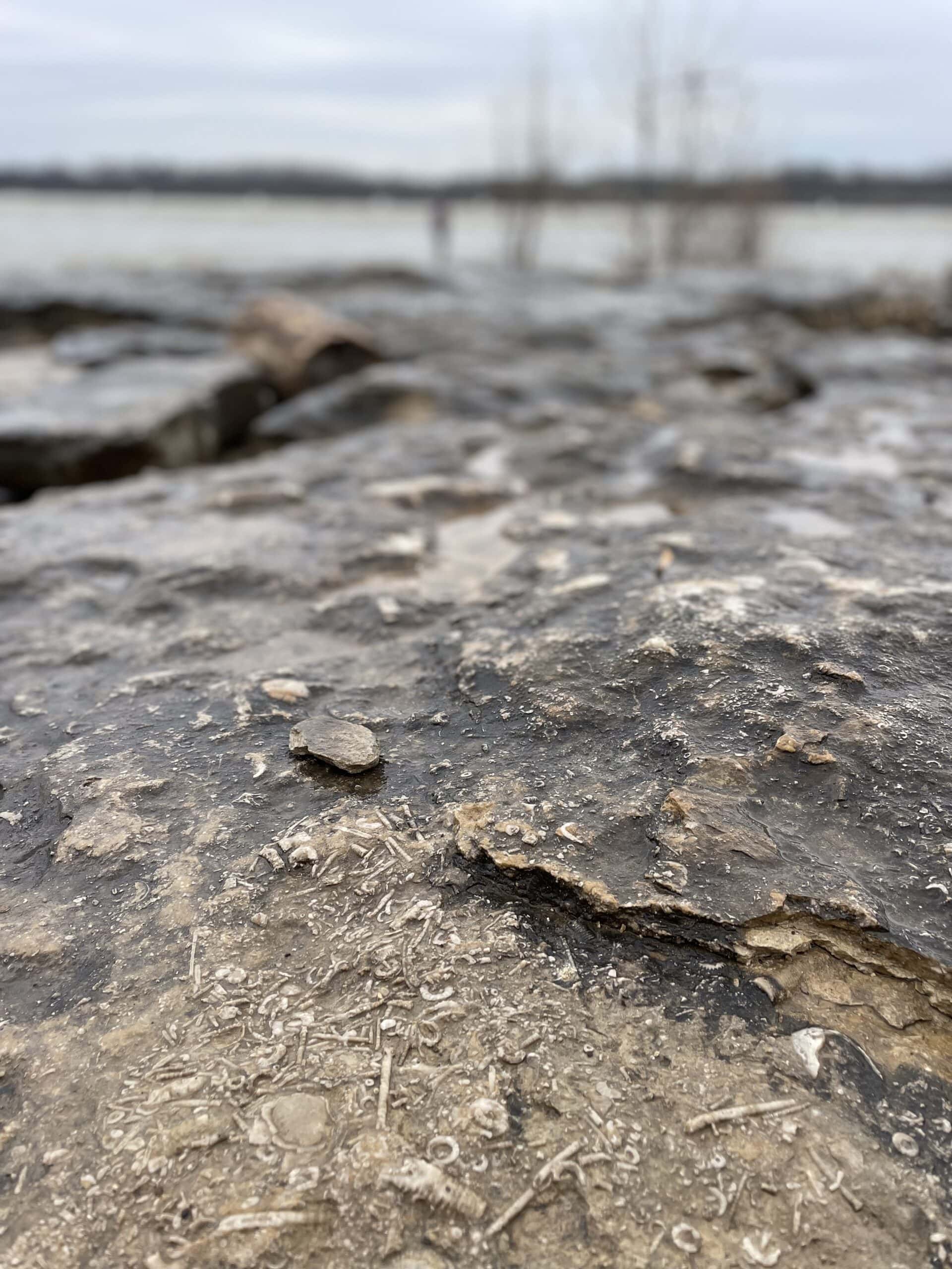 Fossils at Falls of the Ohio State Park