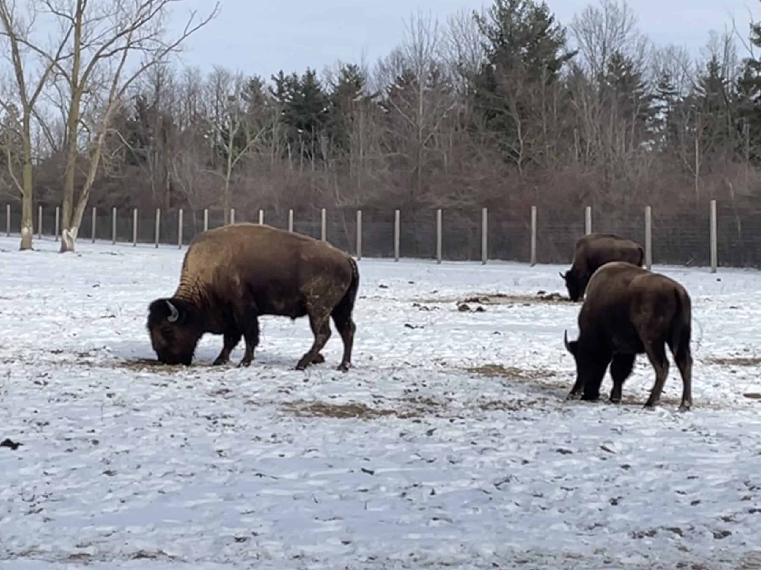 Bison exhibit at Ouabache State Park